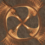 cercle-de-feu