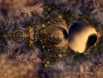 &eacute;trange objet pseudo-Mandelbrot