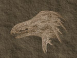 t&ecirc;te d'oiseau reptilien