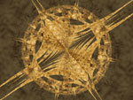 la roue