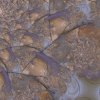   Tide Pool