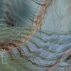   Sea Wrack