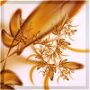  Amber Petals