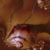   Sea Things 1