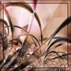   Botanical