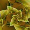   Forsythia