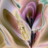   Lilium