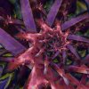  Fuschia Spiral