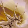  Spiky Spiral 2