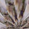  Agave 3
