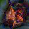   Passion Emerges Unexpectedly