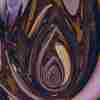   Dreaming Tulip