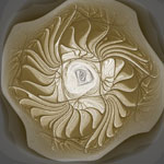   Medallion