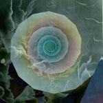   Heavenly Spiral